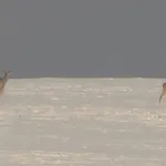 Semesterbostad Familiehuis Fuchs Horni Branna